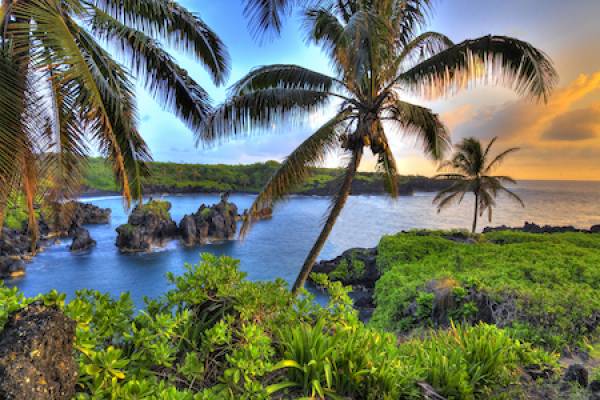 palm trees and water view at sunset