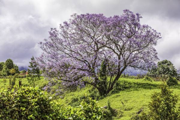 Pretty purple flowering tree on the way to Kula in Hawaii