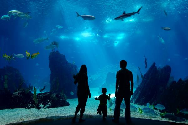 Maui Family-Friendly Attractions