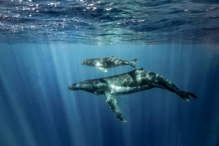 A mother and calf humpback whale near Maui