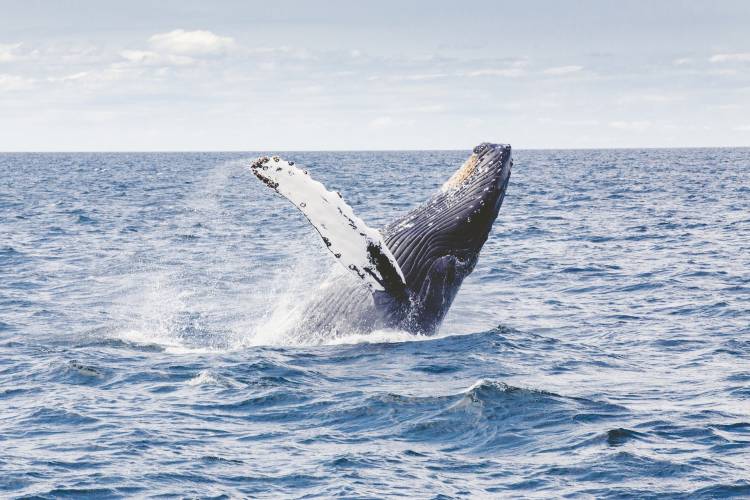 Whale Watching on Maui