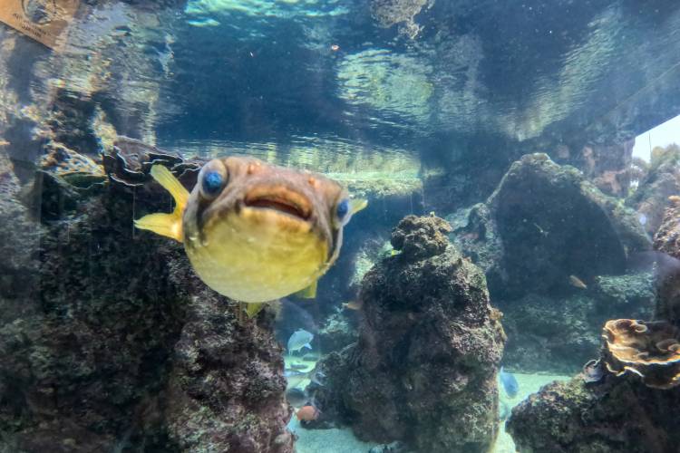 Fish at Maui Ocean Center Aquarium