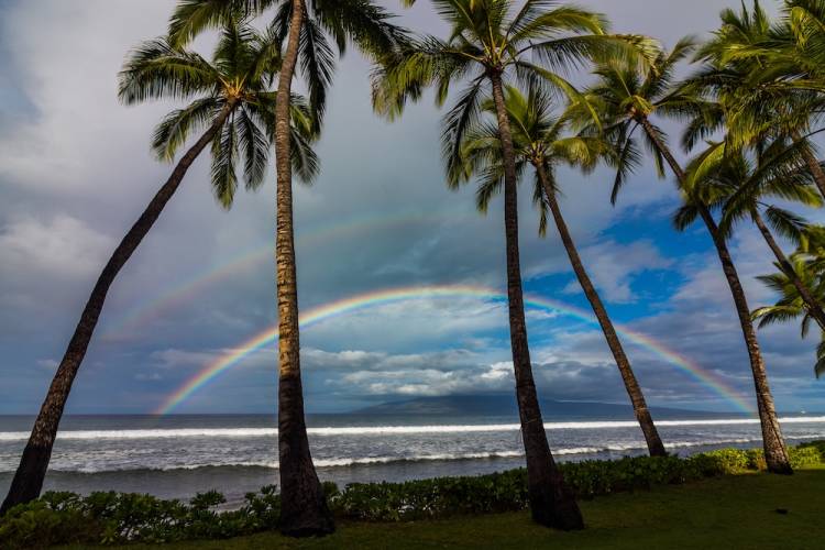 Palm trees with a double rainbow.