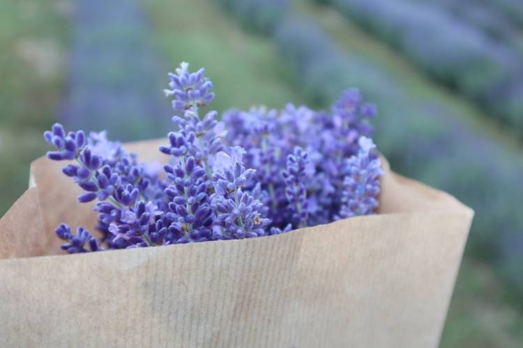 lavender 