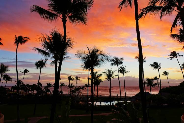 palm trees at sunset