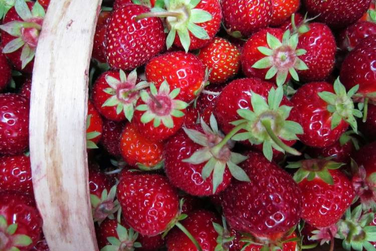 basket of strawberries 