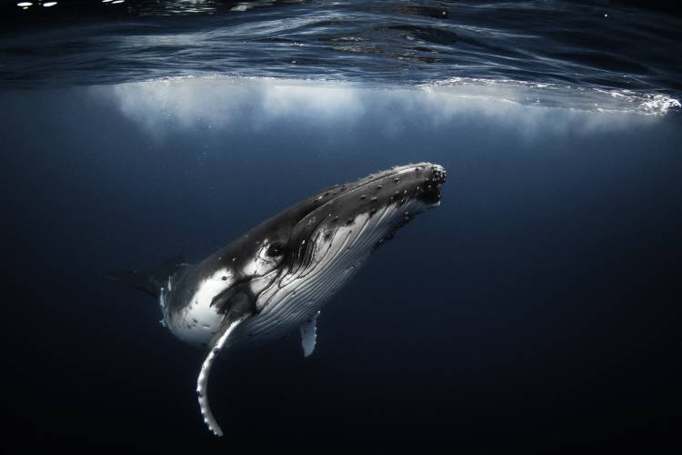 World Whale Film Festival Maui