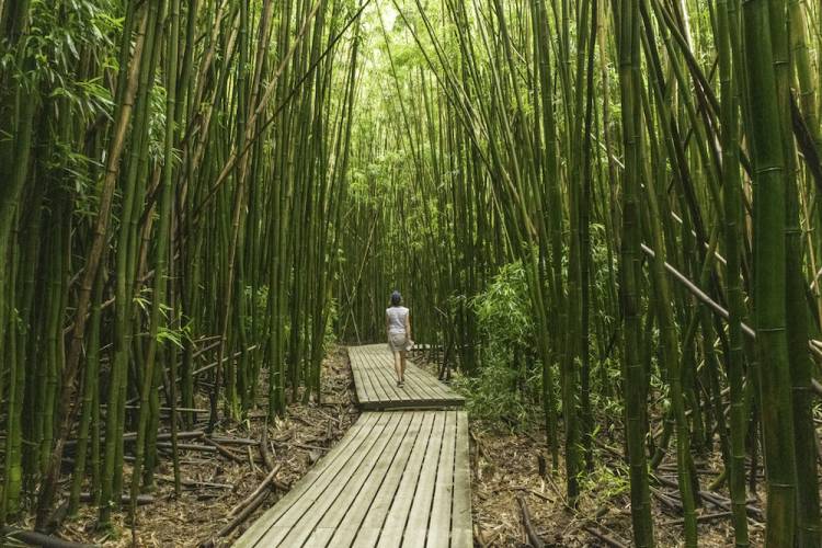 woman walking in bamboo forest in Maui
