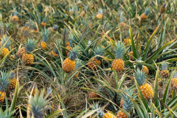 An image of pineapples at a pineapple farm