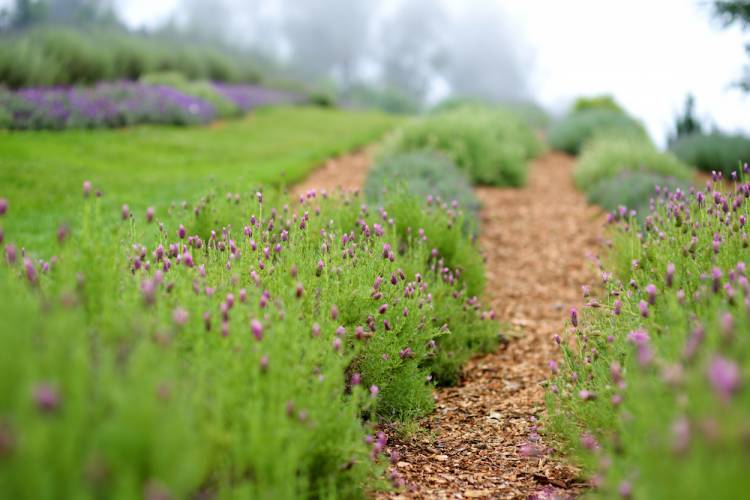 lavender farm in Hawaii