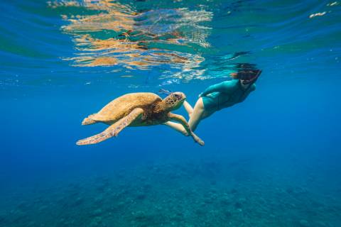 barefoot tours maui