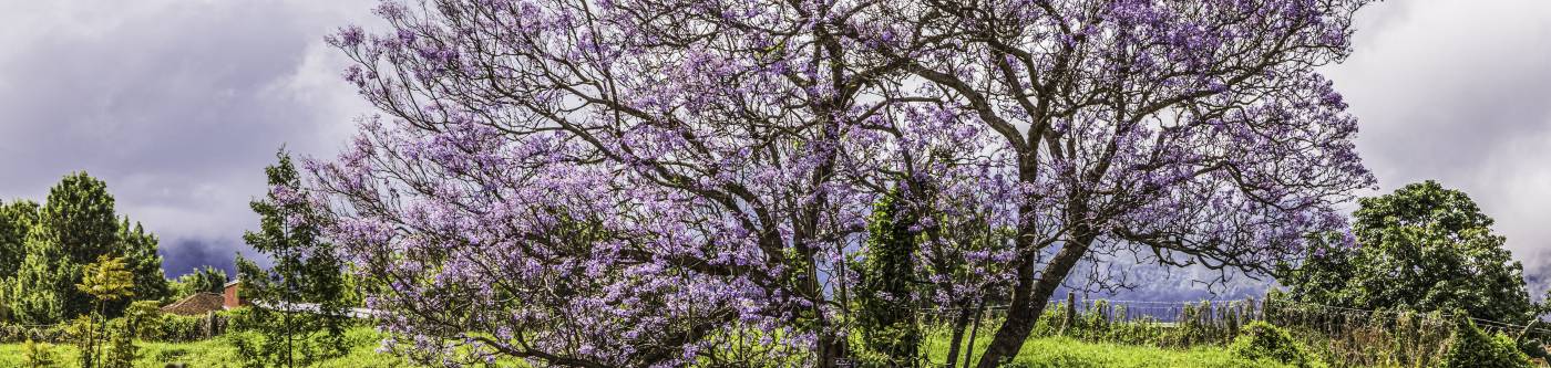 tree with purple flowers in Kula, Maui