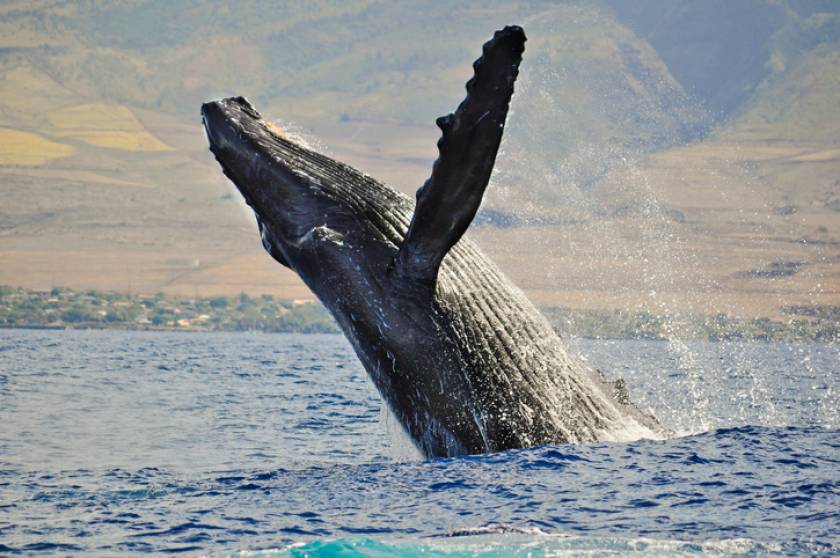 A whale breaching near Maui