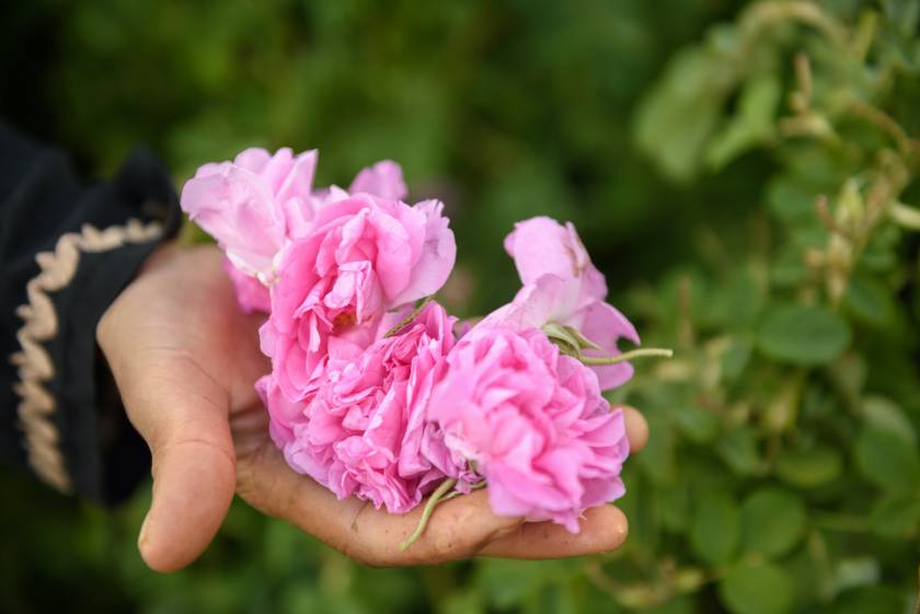 maui flower lokelani rose