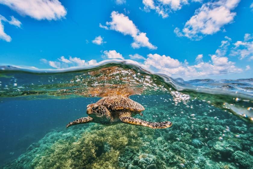 sea turtle swimming under water