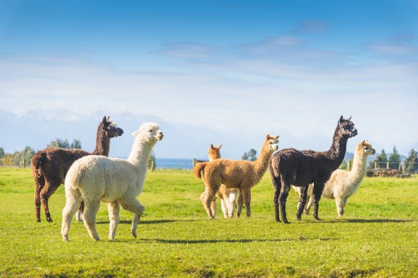 alpacas roaming in a field