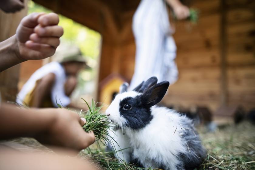 little child feeding a baby bunny at a petting zoo