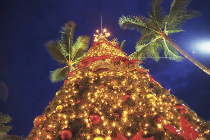 looking up at a towering christmas tree flanked by palm trees