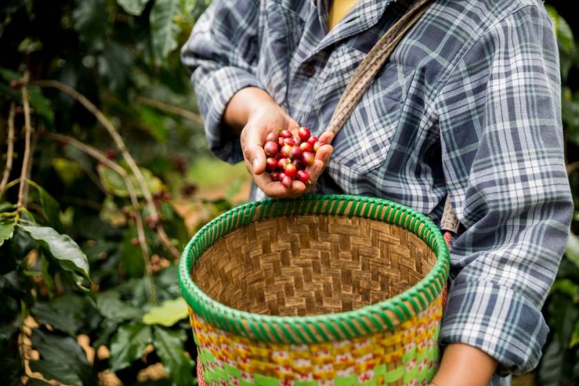 woman harvesting coffee beans at a farm in Hawaii
