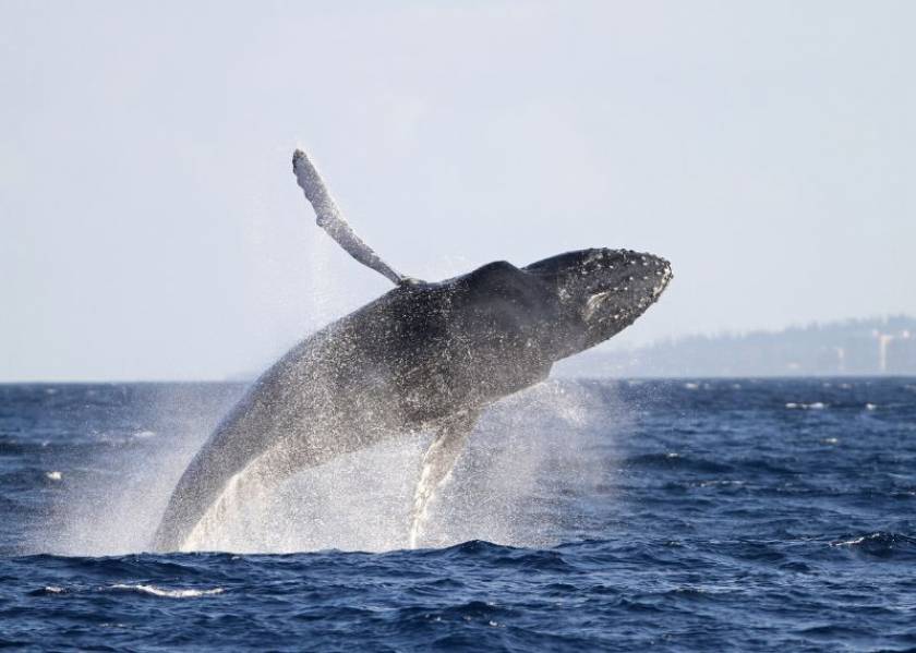 Whale Watching Maui