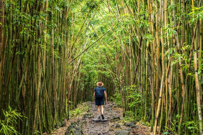 man walking in a bamboo forest on Maui
