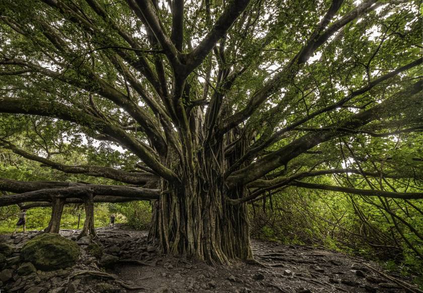 Hiking in Maui - Banyon Tree