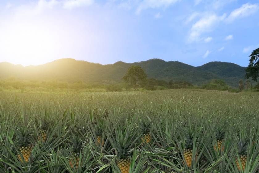 pineapple farm