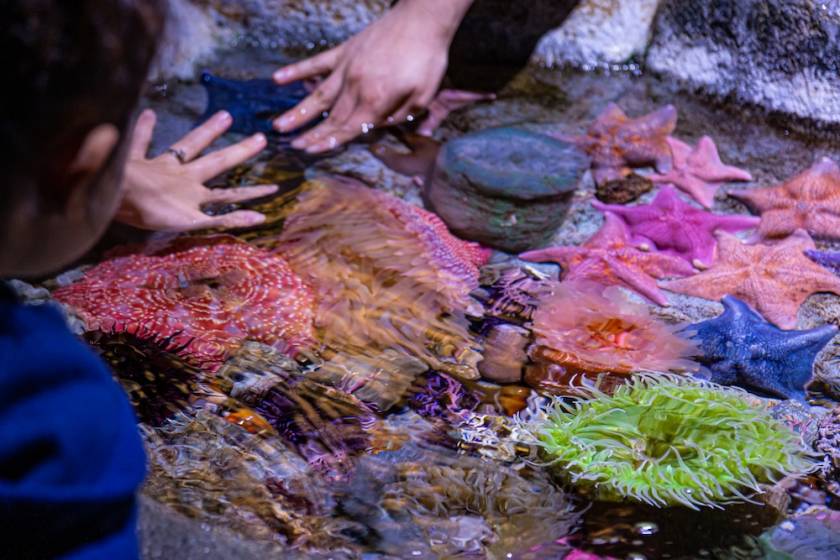 people at an aquarium touch tank feeling sea stars and other marine life