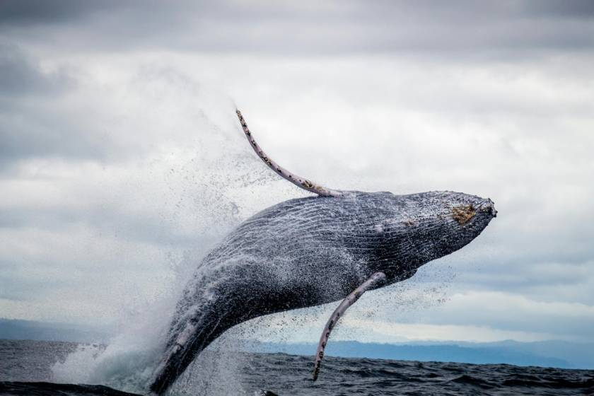 humpback whale jumping out of water