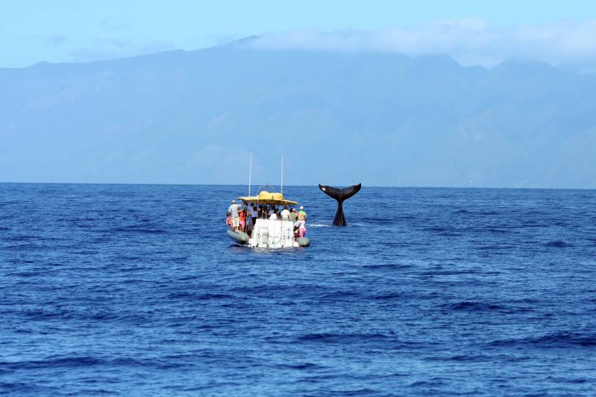 Whale watching in maui